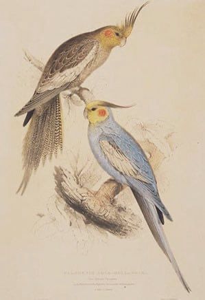 Two parakeets on a branch, illustration 