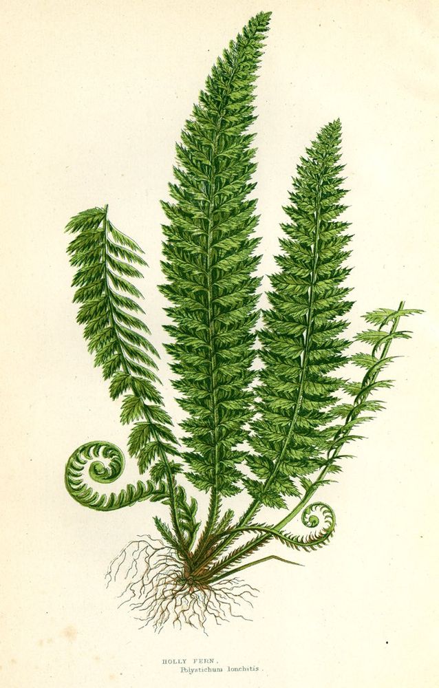 Fern illustration 
