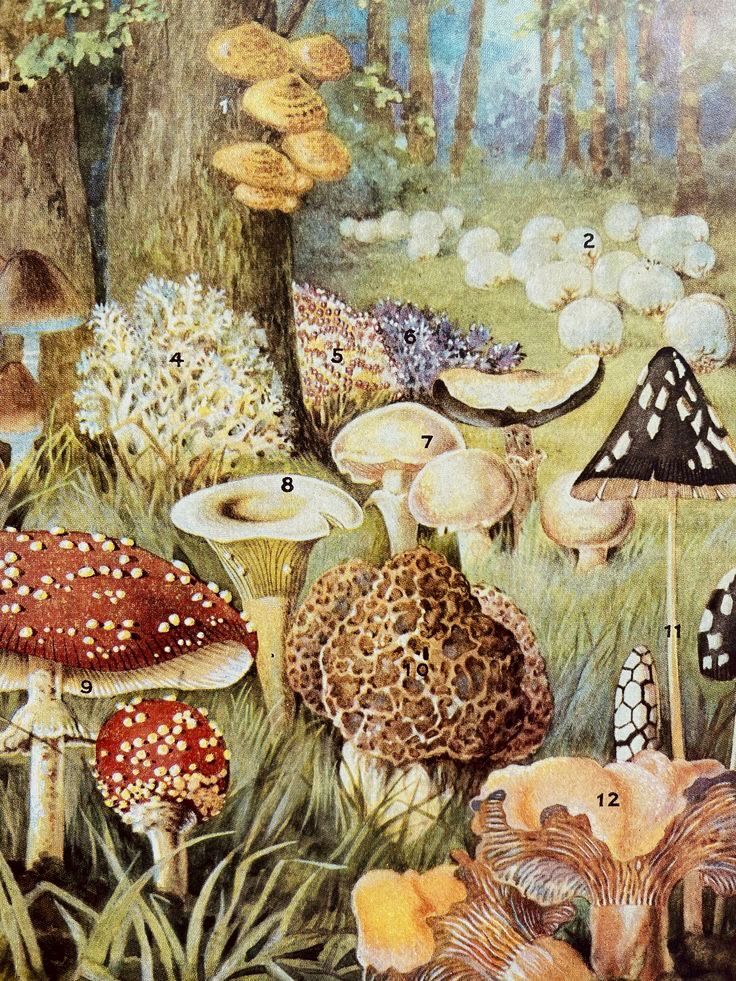 Twelve of the most prominent citizens of the land of mushrooms are depicted in this early 20th century lithograph. All are edible except (9) the deadly Fly Mushroom. (4) Coral Clavaria and (8) Parchment Lacatarius are edible when perfect, but when imperfect they are slightly poisonous and should only be dealt with by experts. The other mushrooms are (1) Shaggy Pholiota, (2) Puff Ball, (3) Dog Cortinarius, (5) Red Clavaria, (6) Violet Clavaria, (7) Meadow Mushroom, (10) Common Morel, (11) Magpie Mushroom, and (12) Yellow Chanterelle. The Puff Ball and the Morel are not, strictly speaking, mushrooms, but being close fungi relatives, have been invited to the convention.’
