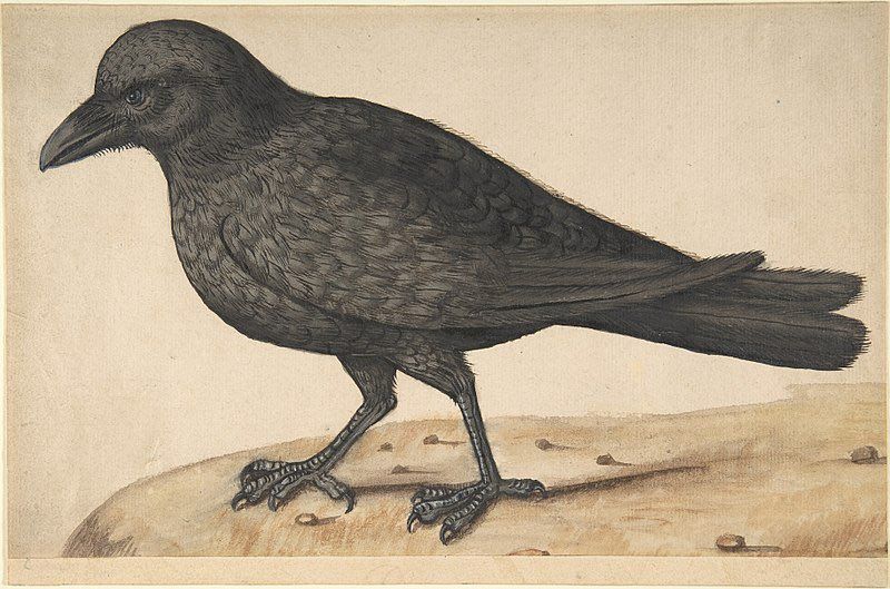Anon, Italian, C17th. Painting of a crow.