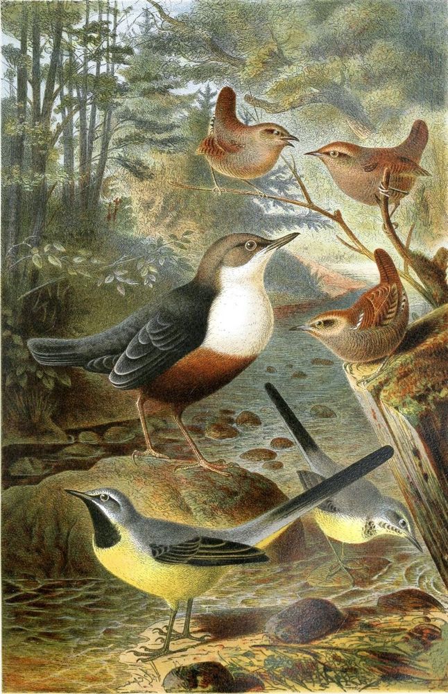 Wrens, Dipper and Grey Wagtail, illustration. Woodland watery scene.
