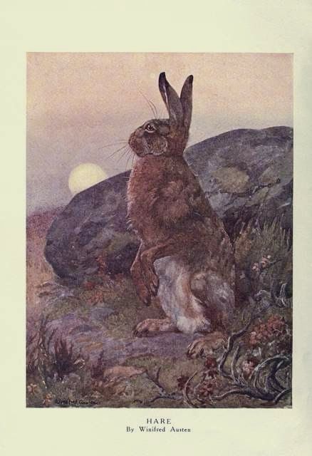 Hare by rock in landscape, full moon. Painting. Beneath it says Hare by Winifred Austen.