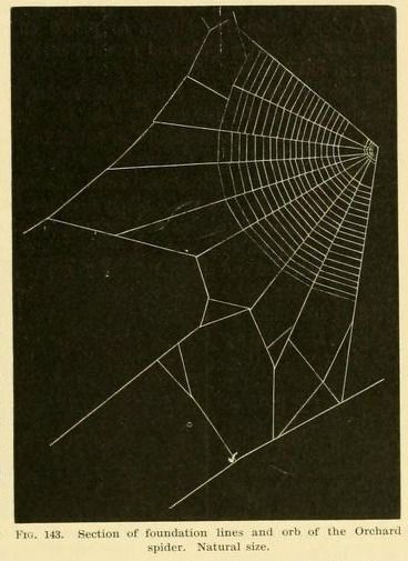 The image is a scientific illustration from the late 19th century, specifically from a work titled "American spiders and their spinningwork". It depicts the web structure of an orchard spider. 
The illustration is labeled "FIG. 143."
It shows a "Section of foundation lines and orb of the Orchard spider."
The web is shown at "Natural size."