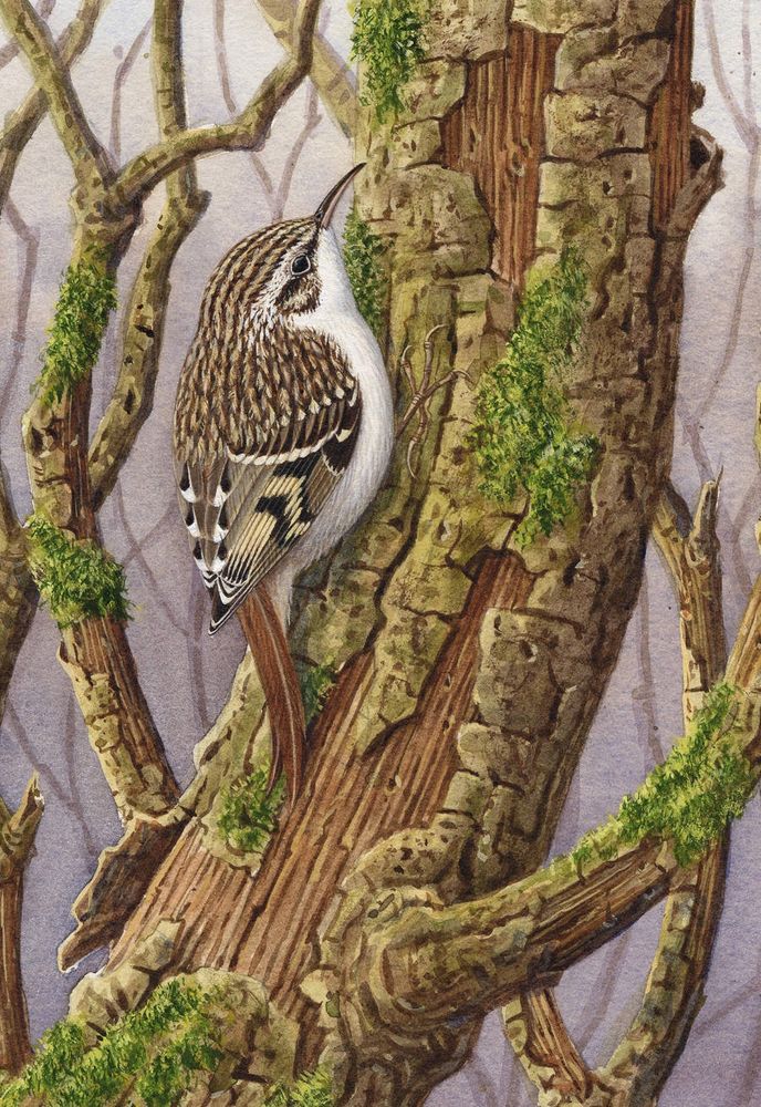 Treecreeper in tree painting.