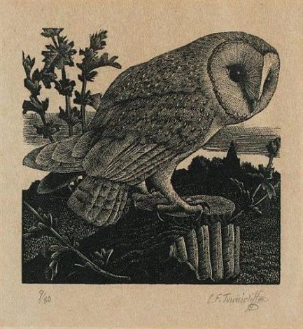 Barn owl, oak, drawing.