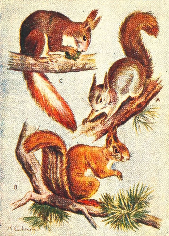 Series of three squirrels in various poses perched on branches of fir, illustration. 