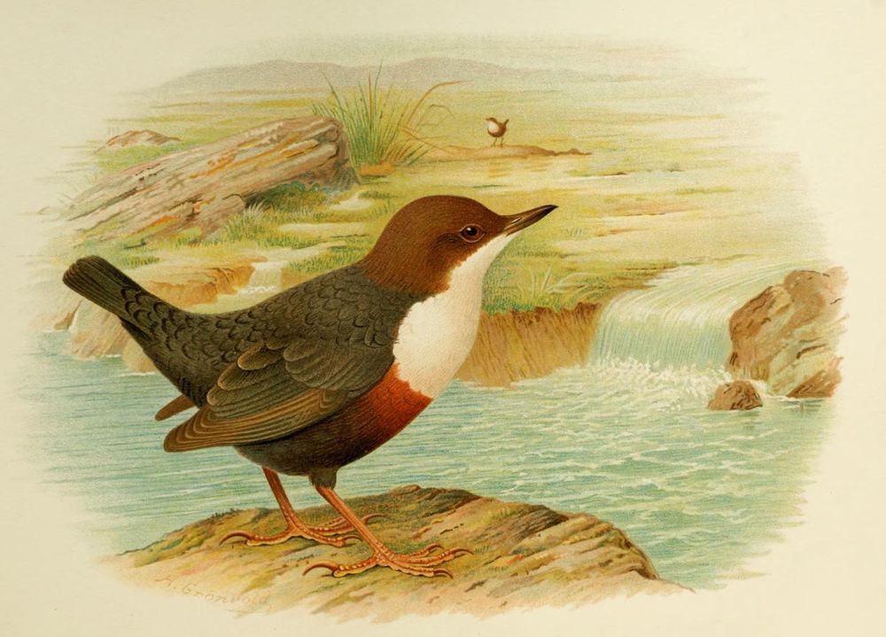 Dipper on stone by water, bankside in background, illustration.