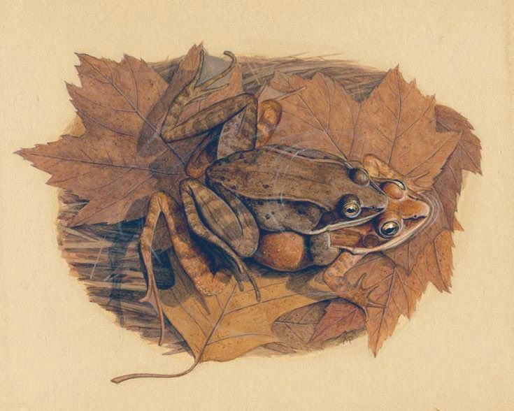 A watercolor painting of two common frogs (Rana temporaria) in amplexus, a mating embrace. The frogs are nestled among brown autumn leaves and dry grass. 