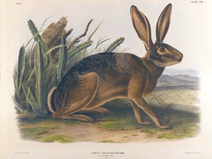 Illustration of hare in landscape.