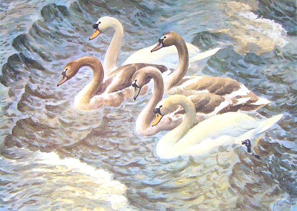 Five swans on sea, illustration 