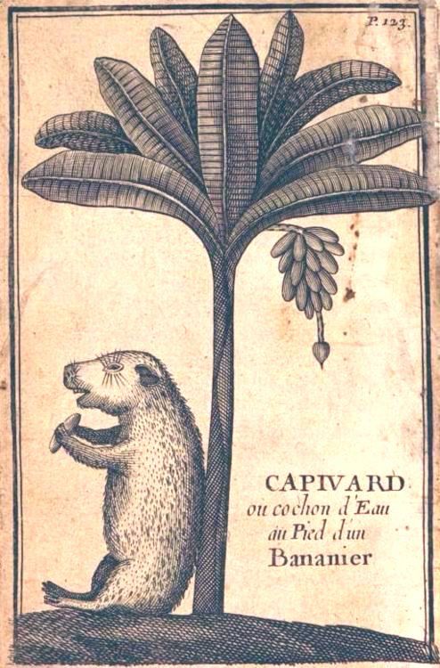 As described, capybara is stood up and leaning against a palm tree.