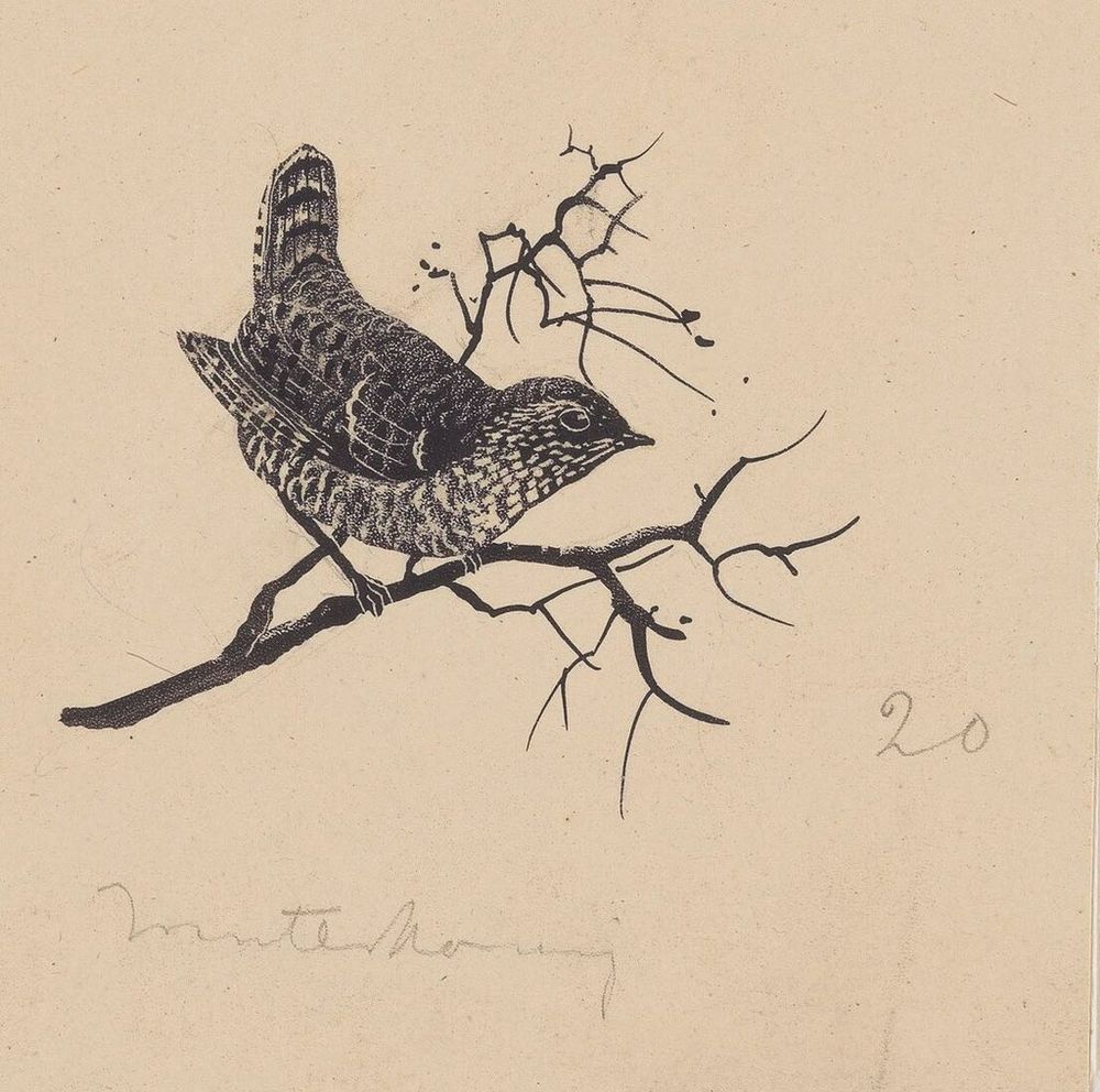 Drawing, wren perched on branch. 