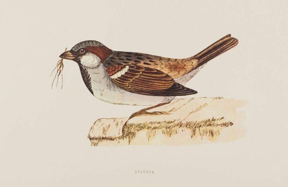 Painting of sparrow perched on stone wall with small piece of twiggy grass in its beak.