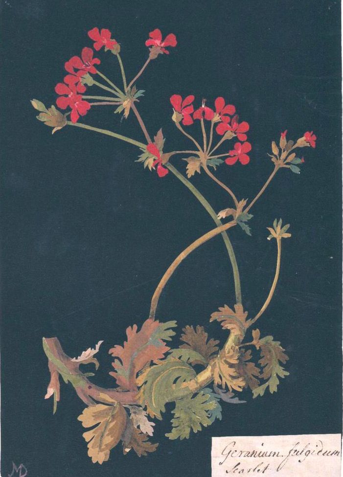 “P. Fulgidum” The Scarlet Geranium, 1755, by Mary Delany