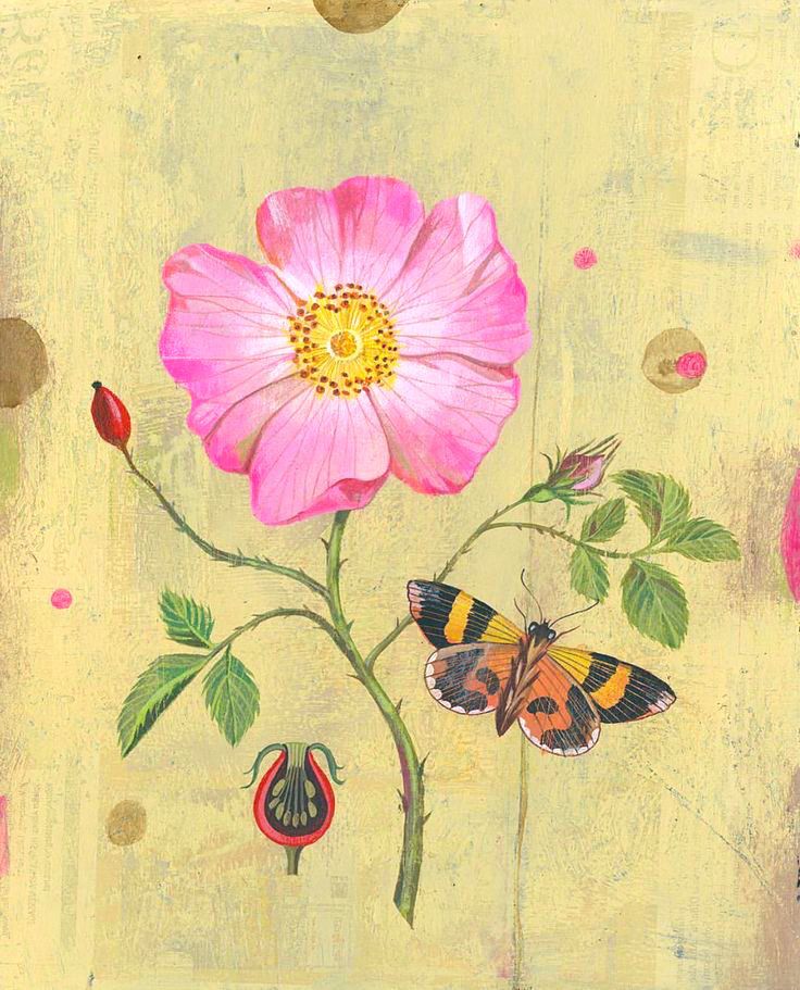 botanical illustration featuring a pink rose, a rose hip, and an orange, yellow and black butterfly against a textured, light yellow background.