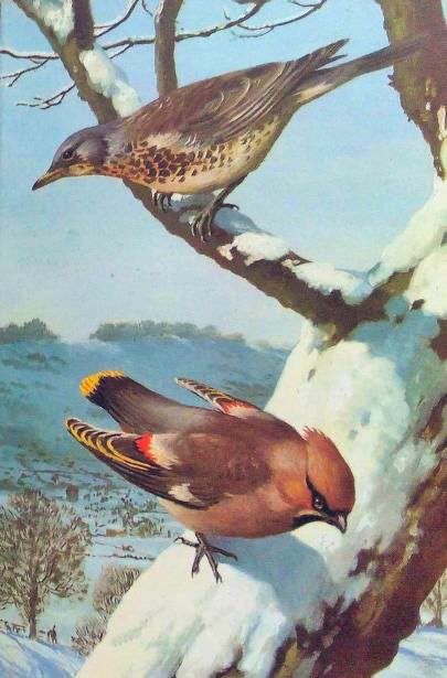 Both birds perched on snowy bough, snow scene landscape in background, blue sky, illustration.