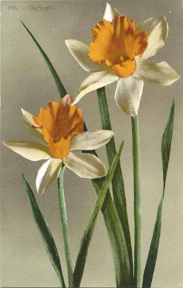 Postcard printed in 1980 of painting of two daffodils. 