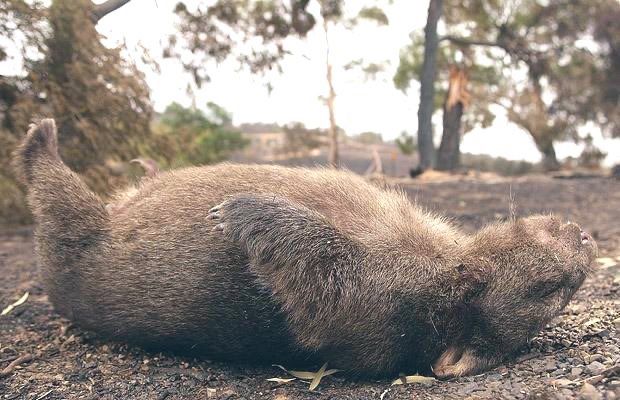 Photo of a wombat sleeping on his back with all four legs in the air.