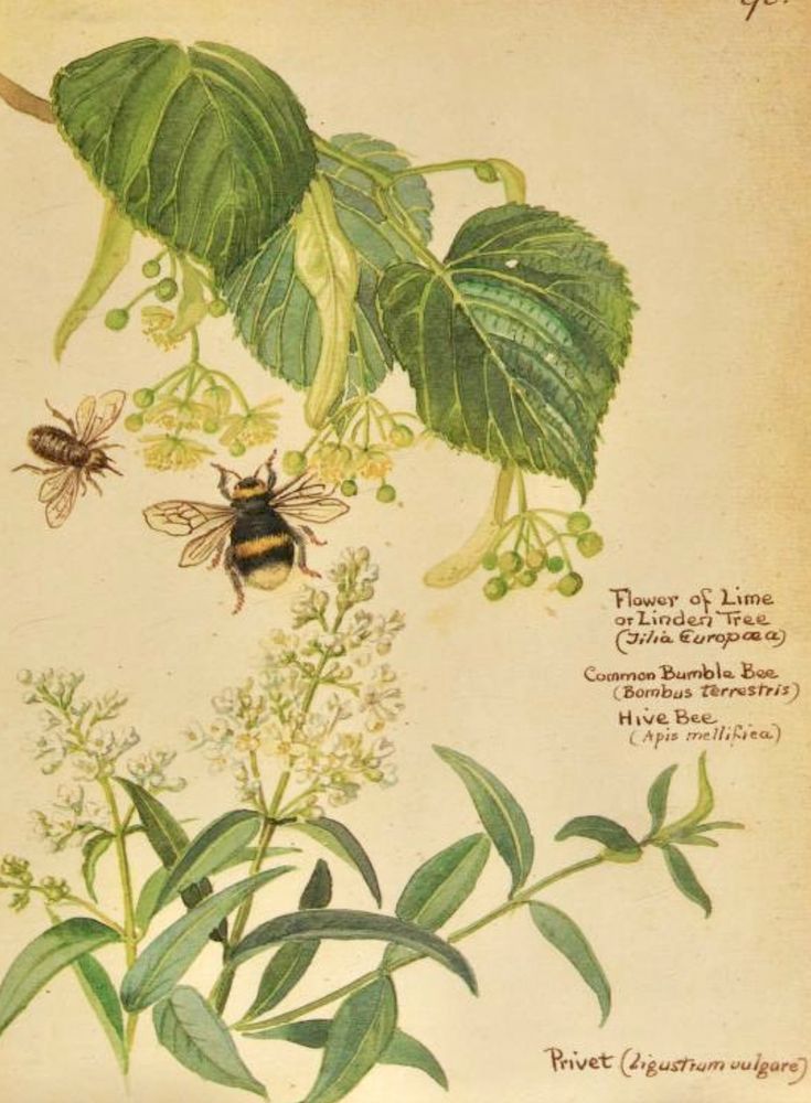 Flower of Lime or Linden Tree
(Filia Europaa)
Common Bumble Bee
(Bombus terrestris)
Hive Bee
(Apis mellifica)
Privet (Ligustrum vulgare)
Illustration.