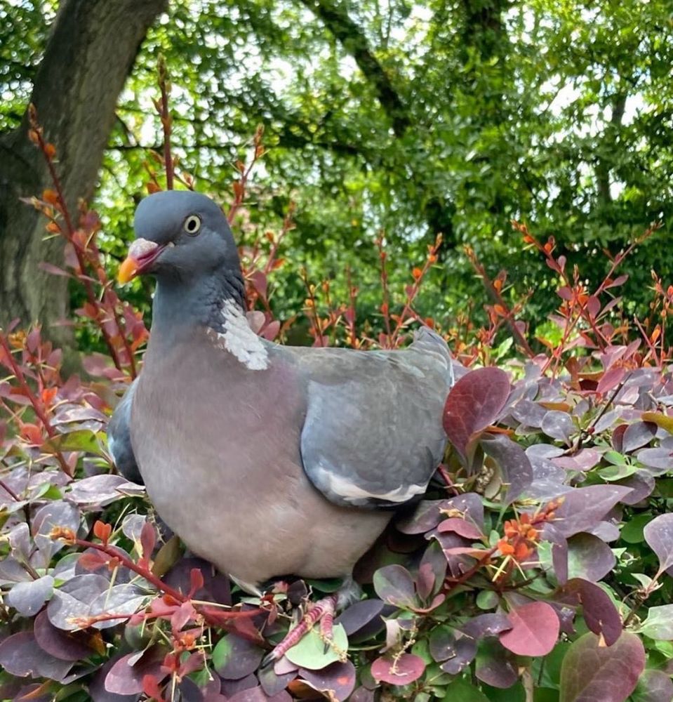 Photo of Petunia the wood pigeon in leafy foliage in garden 