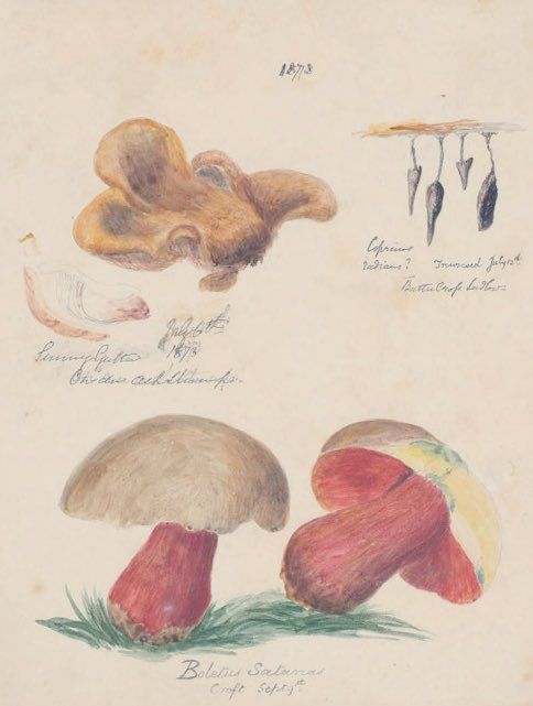 A hand-drawn illustration of various fungi.