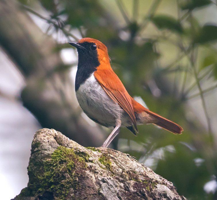 Red backed and headed robin with black face and chest and white belly, perched on a stone, trees in background, photo.
