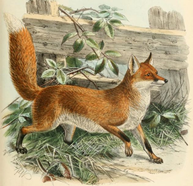 Image of fox trotting along, grass, fence behind him.