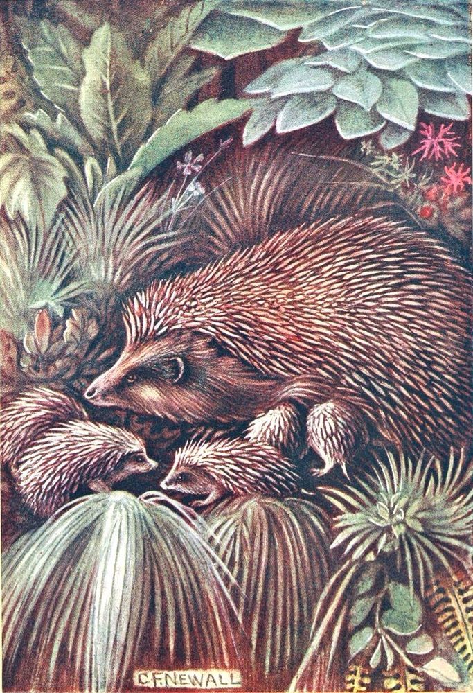 Hedgehog with babies in grass and foliage, painting.