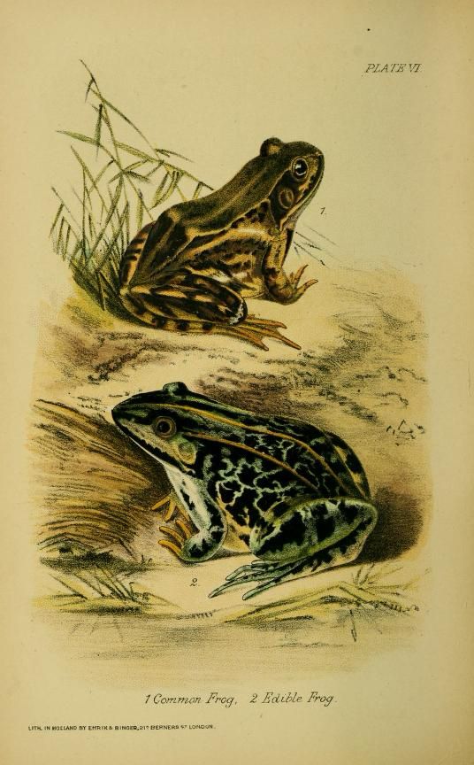 PLATE VI
1 Common Frog. 2 Edible Frog
Illustration.