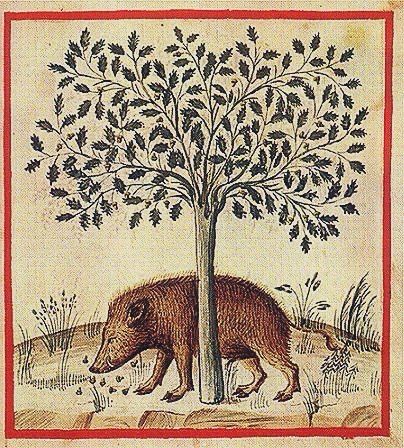 Wild boar under tree eating acorns.