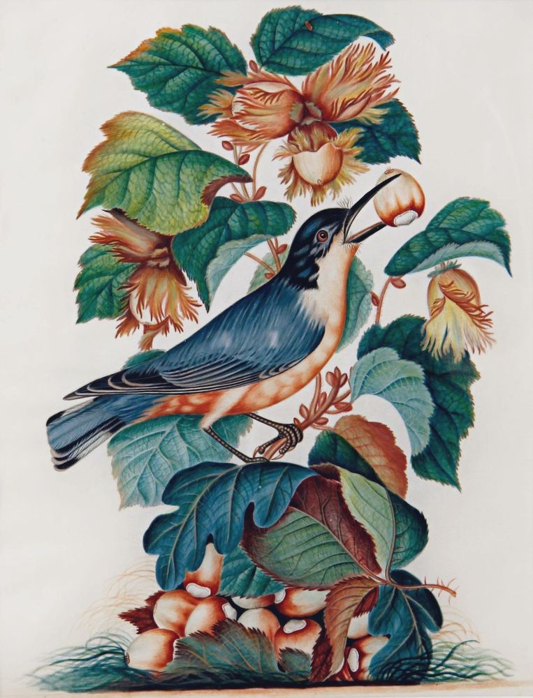 An illustration of a nuthatch bird with a hazelnut. The bird is perched on a branch of a hazelnut plant, holding a nut in its beak