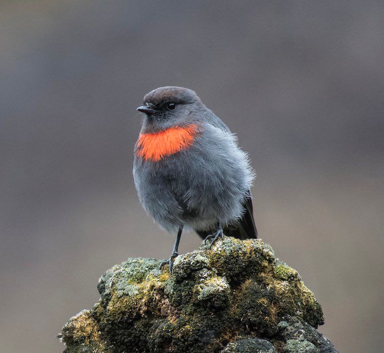 Grey Robin with bright scarlet/orange bib perched on a lichen covered rock, photo.