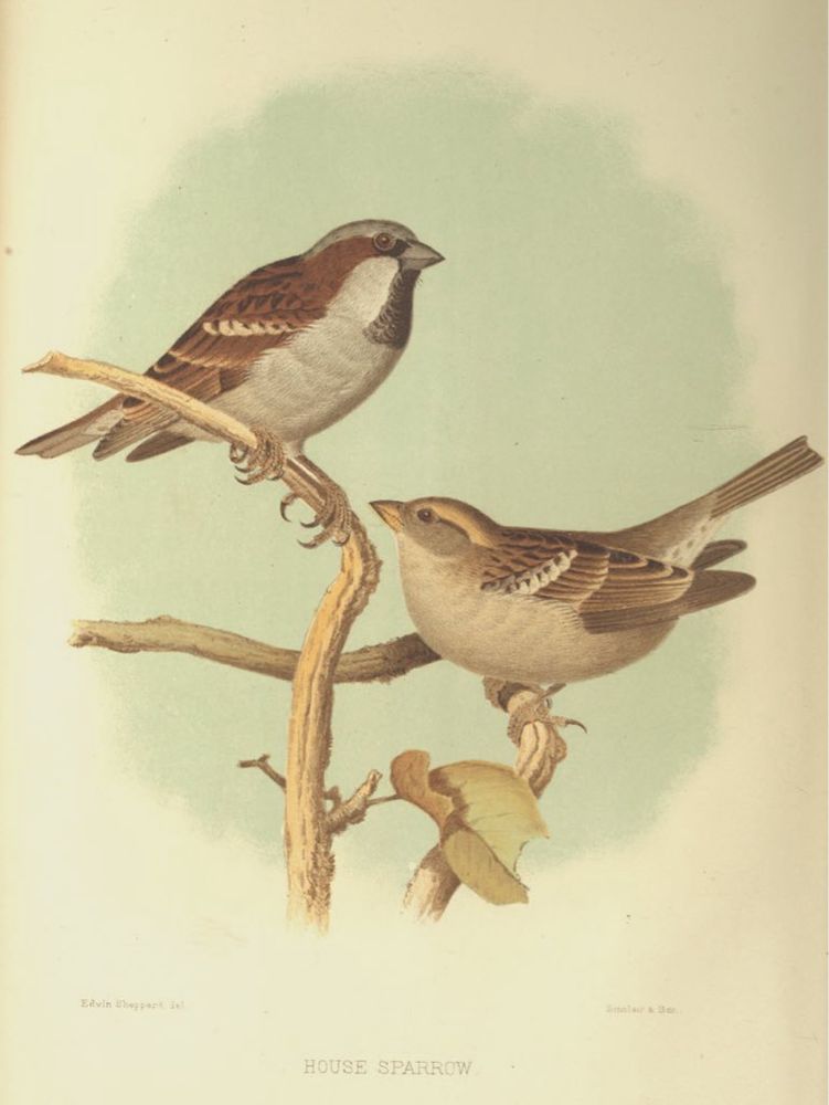 The house sparrow at home and abroad : with some concluding remarks upon its usefulness, and copious references to the literature of the subject. Two sparrows perched on branches, illustration.