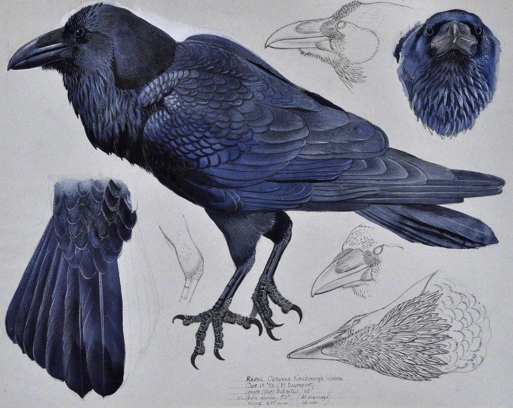 Painting and sketches of Raven and aspects of a Raven.