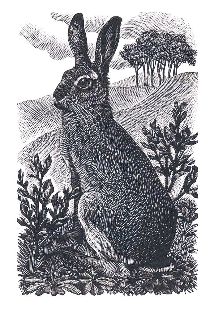 Hare in patch of foliage with rolling hills in background, trees in distance.