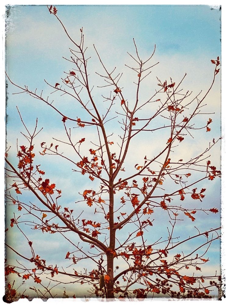 Tree branches with a few remaining autumn leaves against blue, cloudy sky, photo taken by me yesterday.