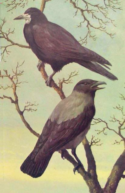 Both perched in wintered tree, hooded crow appears to be cawing, blue sky in background, illustration.