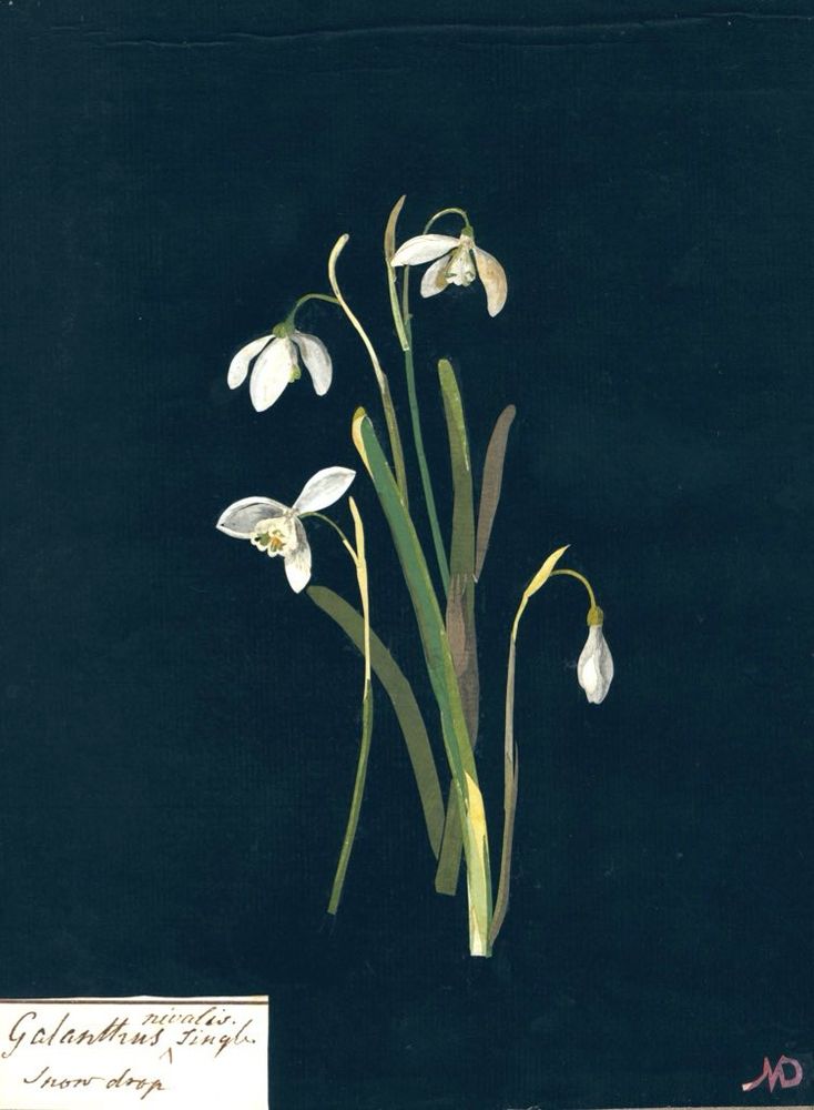 Snowdrops on black background, painting. 