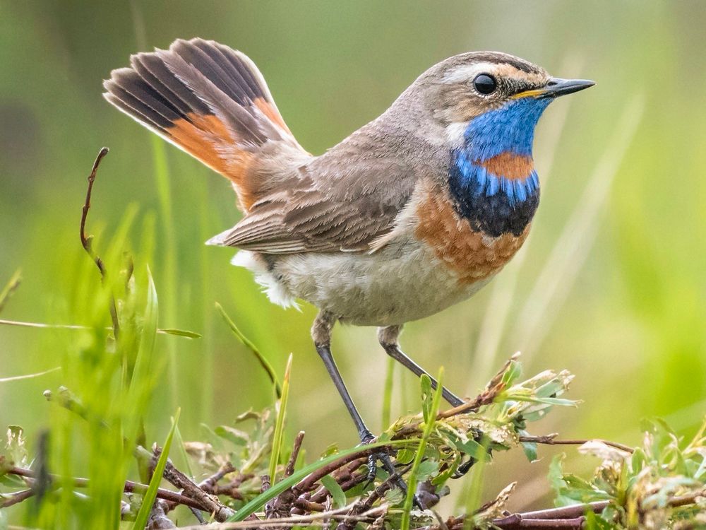 Brown robin with orange flashes on tail, white brows, blue turquoise chin and neck with orange stripe, black and orange chest, beige cream belly, perched in grass.
