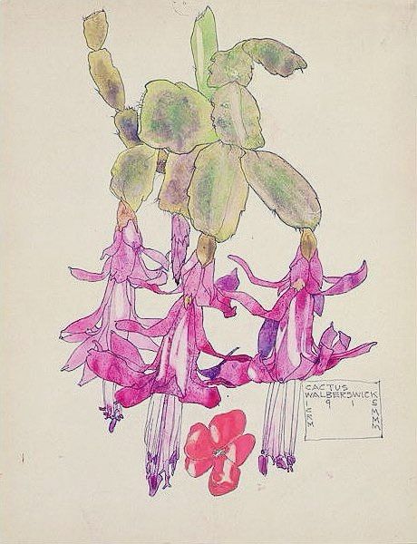 Painting of pink cactus flower. 