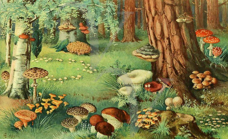 Painting of different types of fungi in a wooded scene.