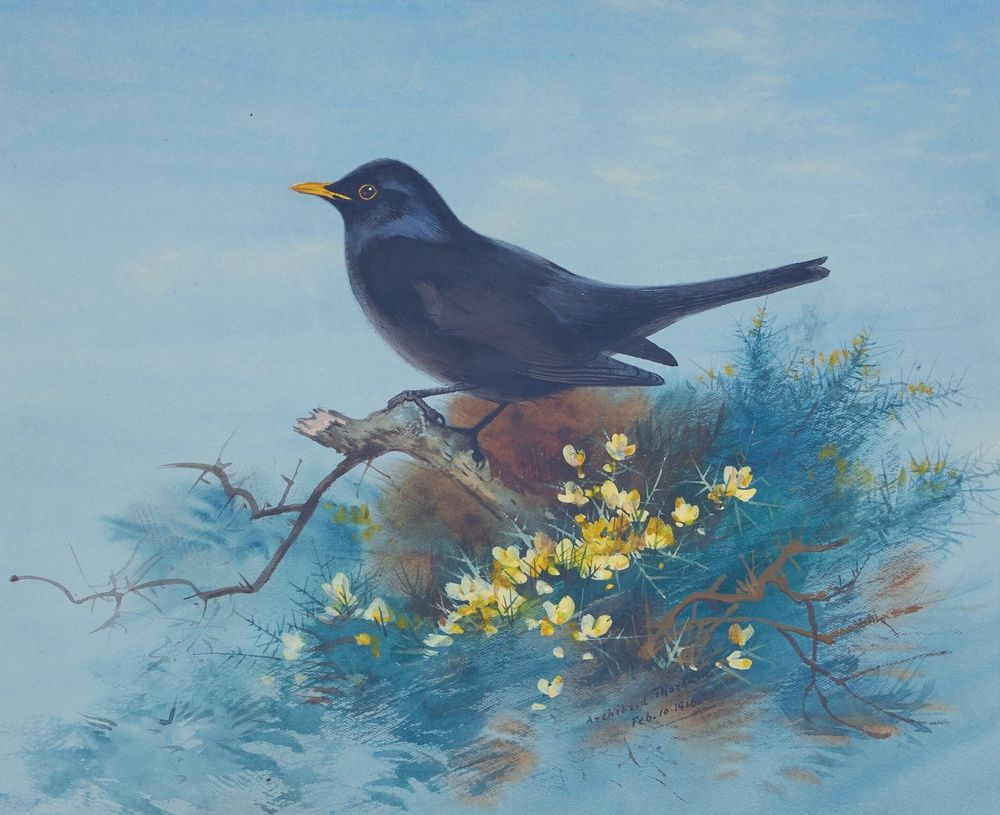 Blackbird on branch amongst yellow flowers on blue background, painting.