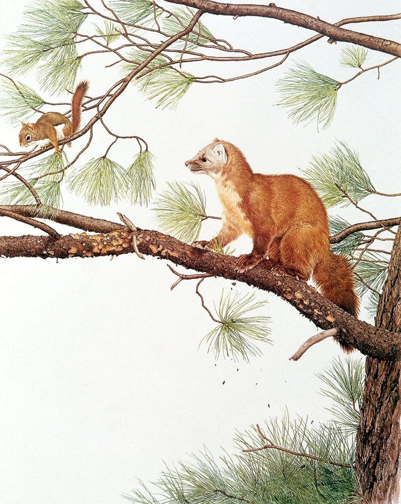 As described, in a pine tree, both on a branch, painting. 
