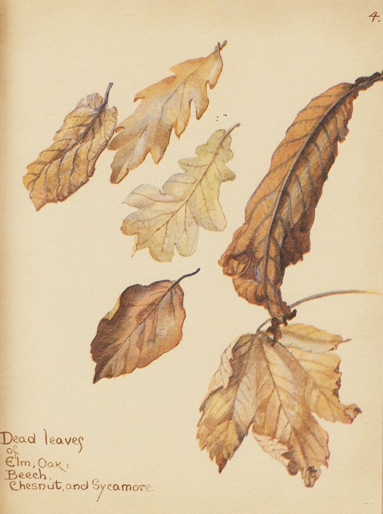 Dead leaves
Elm, Oak
Beech
Chesnut, and Sycamore.