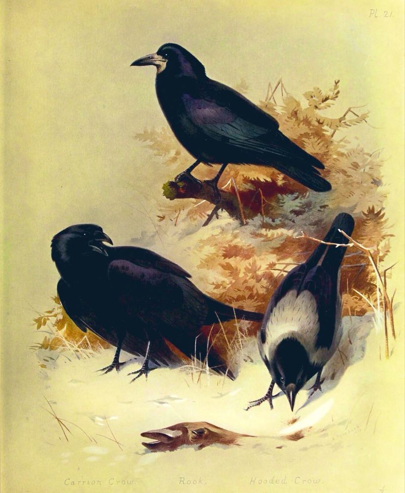 Corvids, rook, crow, raven, illustration 