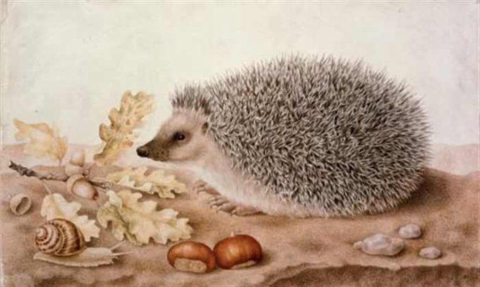 Hedgehog beside oak leaves, chestnuts and a snail, painting.