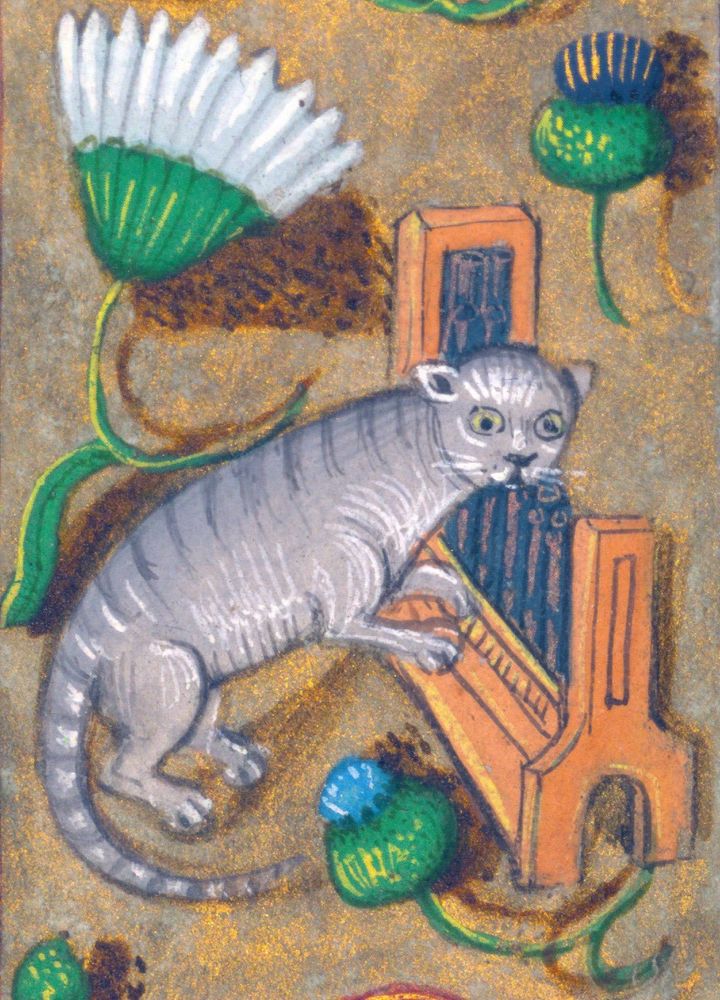 Daisies surround a grey stripey cat playing a musical instrument.