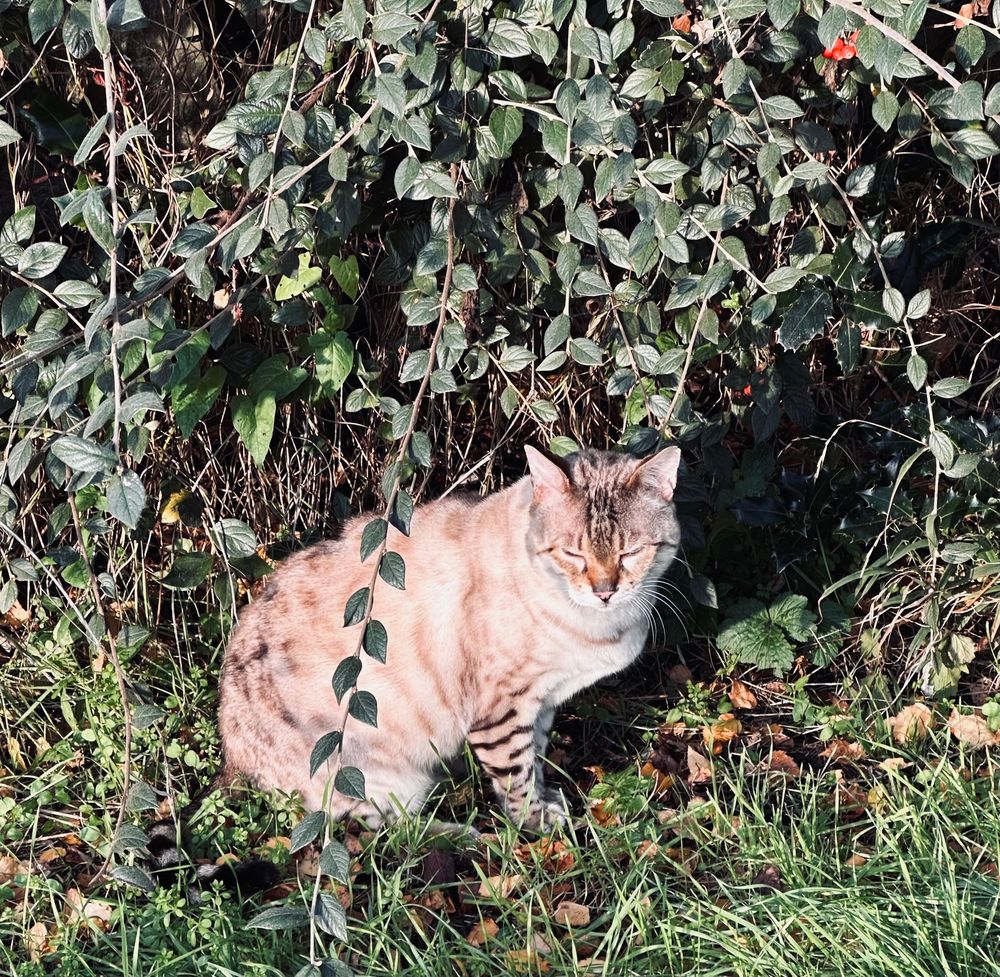 Photo of my cat by hedge, sat on grass with Autumn leaves. 