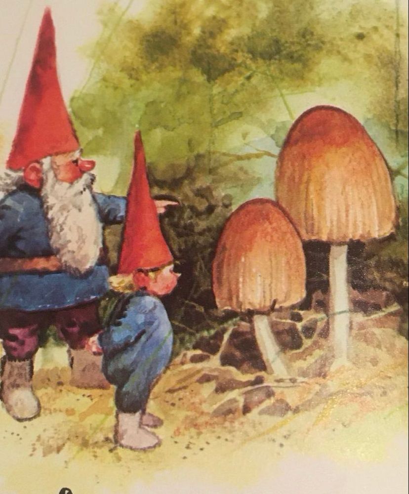 Two Tomte, one adult with long white beard and one child, the adult is pointing out a mushroom to the child, illustration.