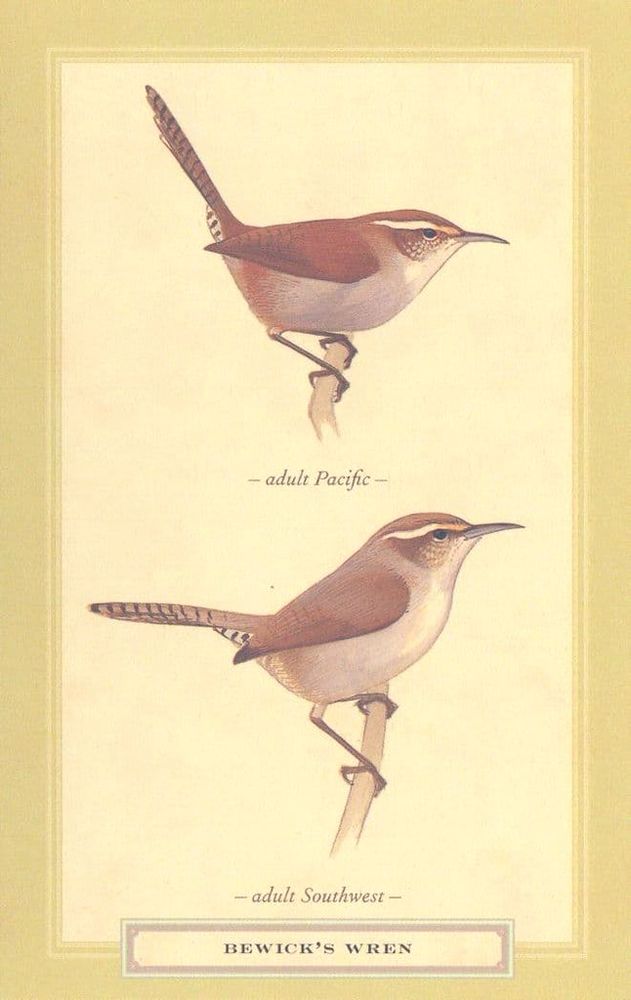 - adult Pacific —
- adult Southwest -
BEWICK'S WREN
Illustration as postcard in pale green border.